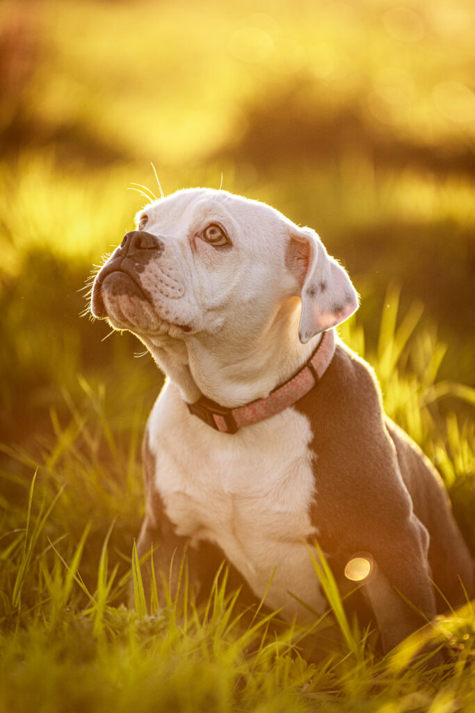 Hond in het gras met zonsondergang_2