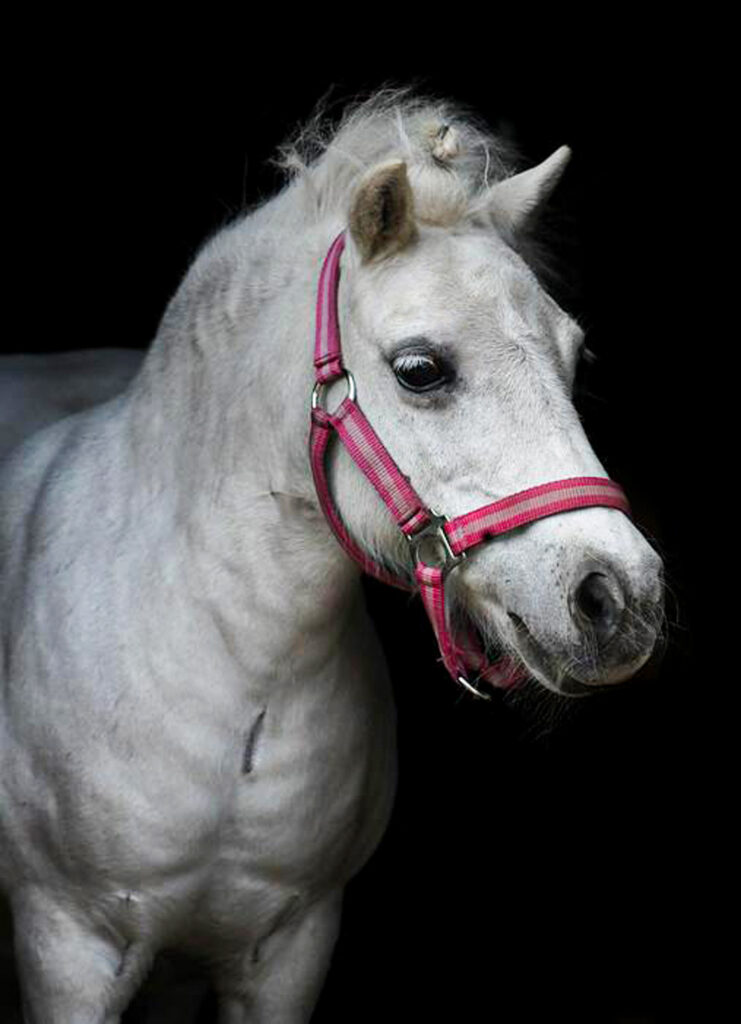 Witte pony met roze halster met zwarte achtergrond