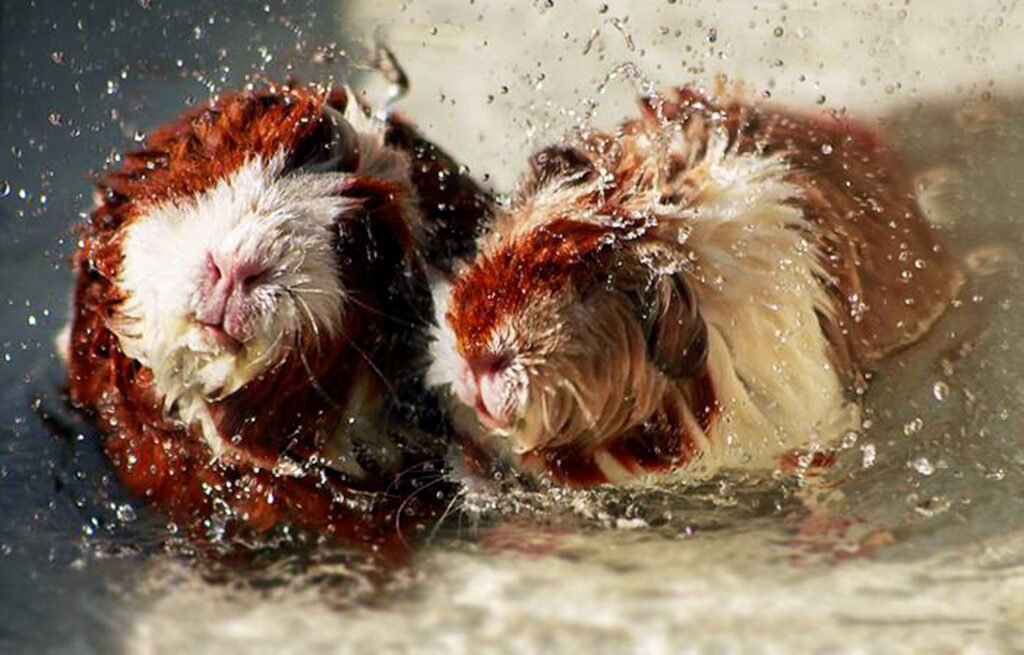 Twee cavia's met opspattend water