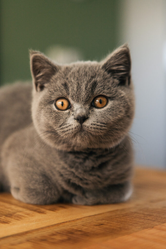 Britse korthaar kitten op een tafel