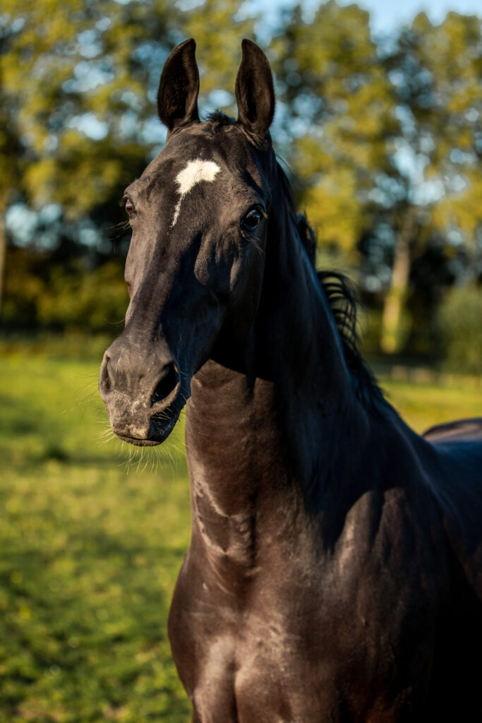 Zwart paard in een groene wei