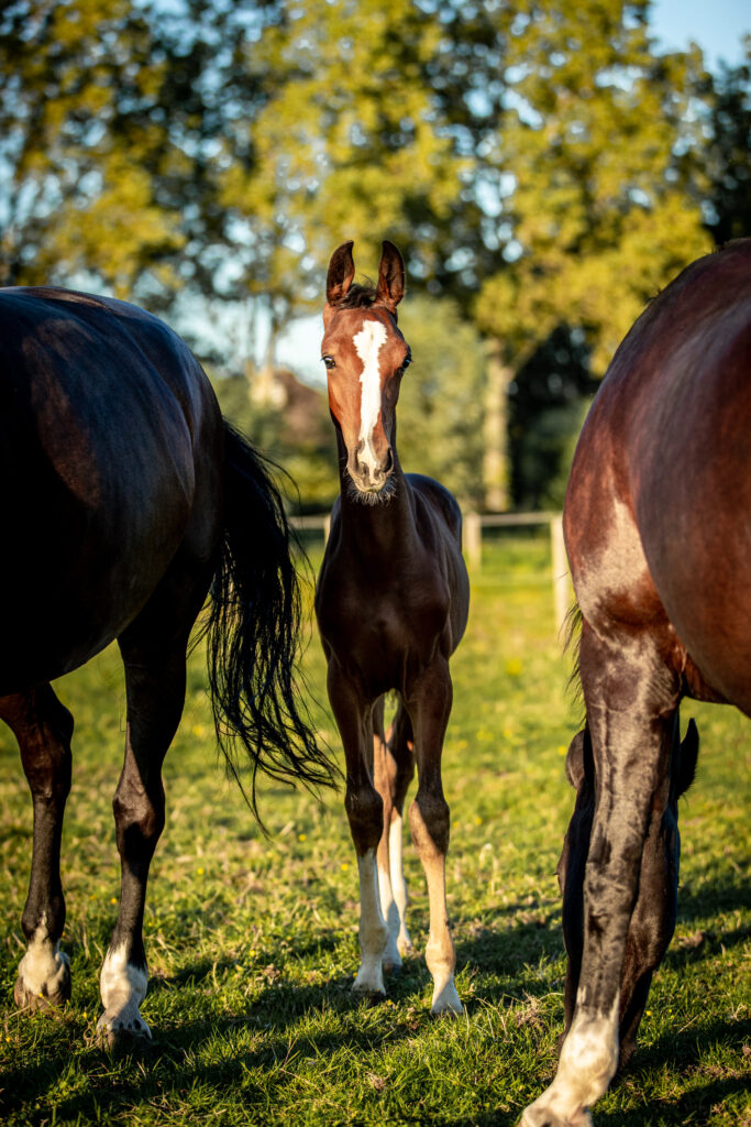 Veulen tussen twee grotere paarden en in de wei