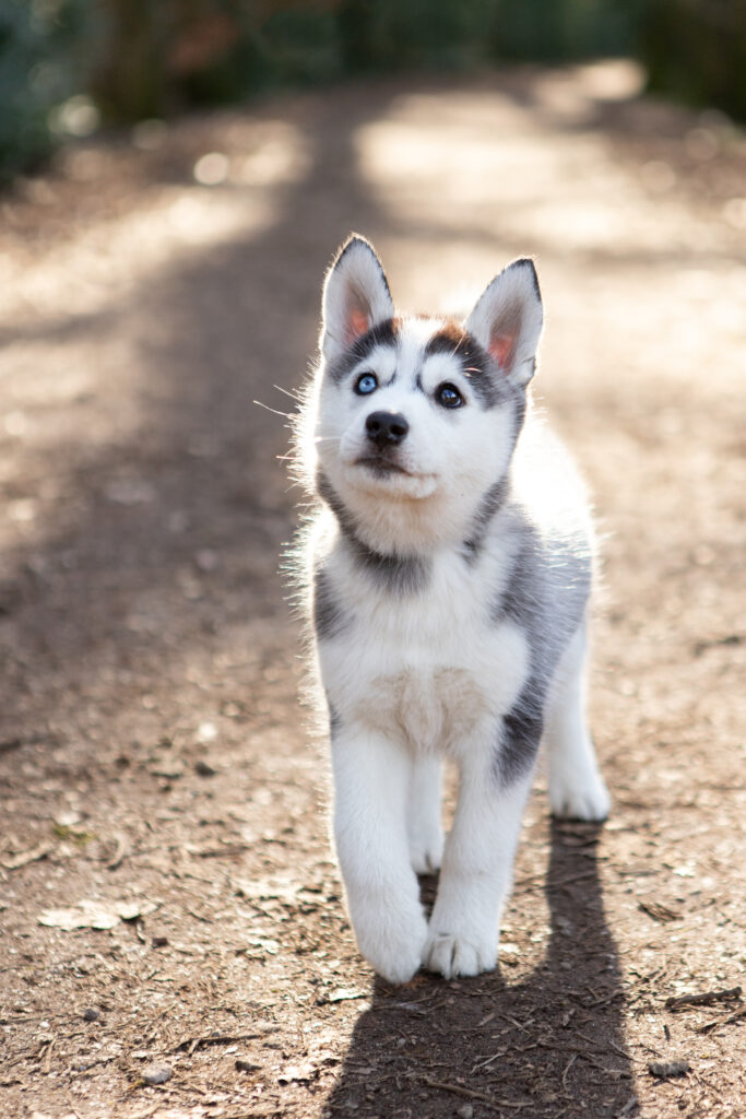 Husky puppy met blauw oog in het bos_2