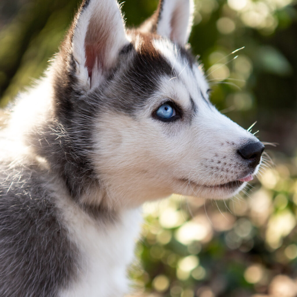 Husky puppy met blauw oog in het bos