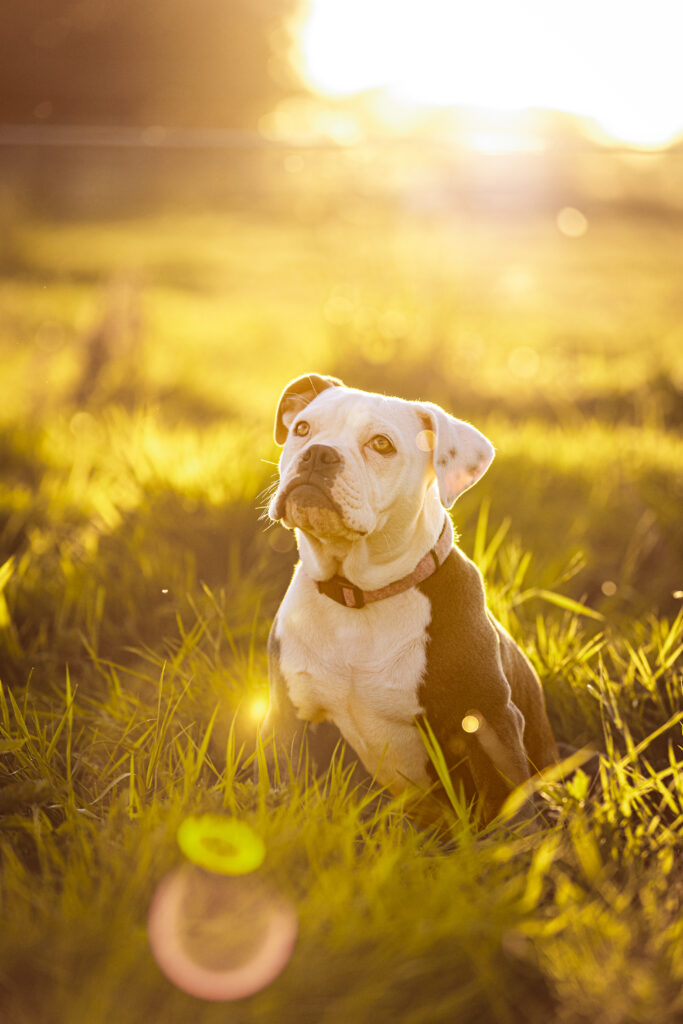 Hond in het gras met zonsondergang