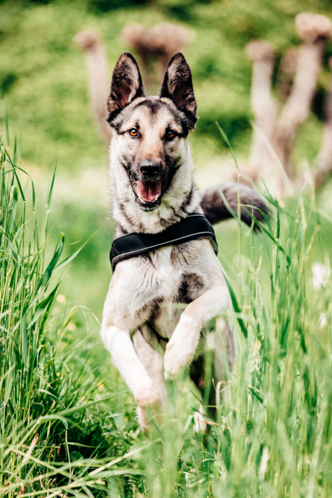 Rennende hond in het hoge gras