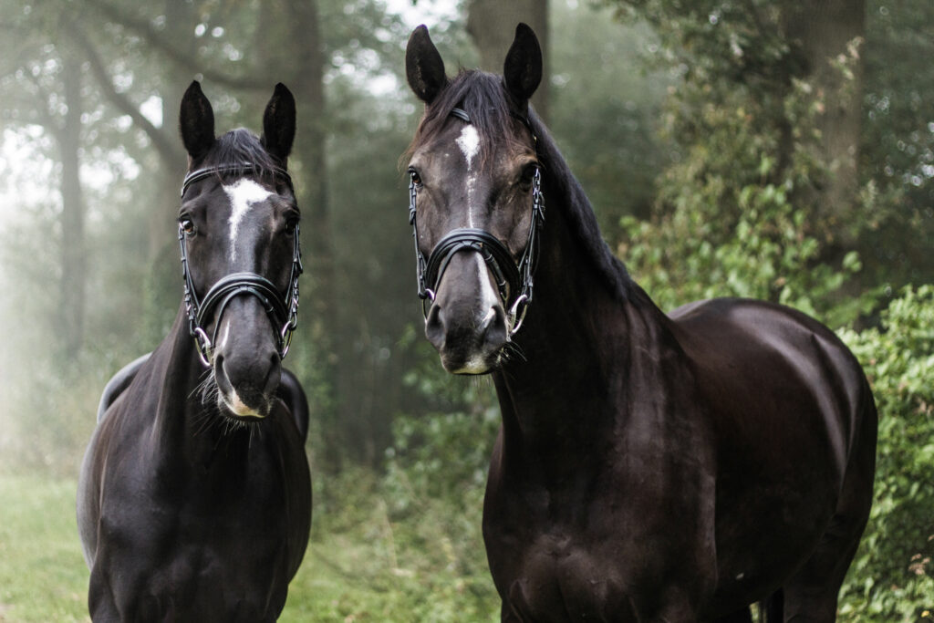 Twee zwarte paarden in een bos