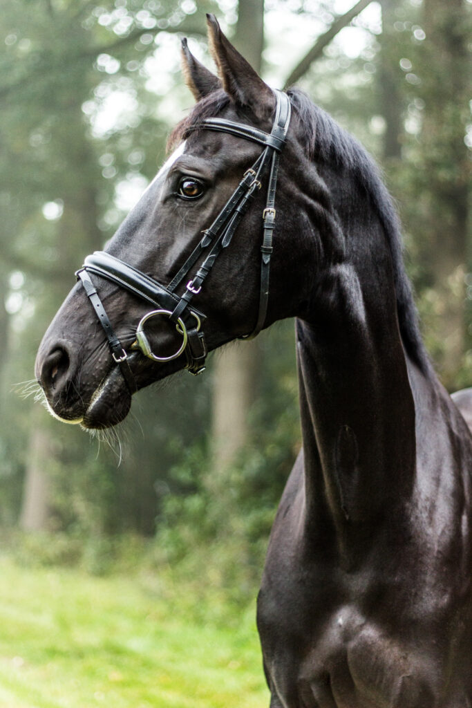 Zwart paard in een bos