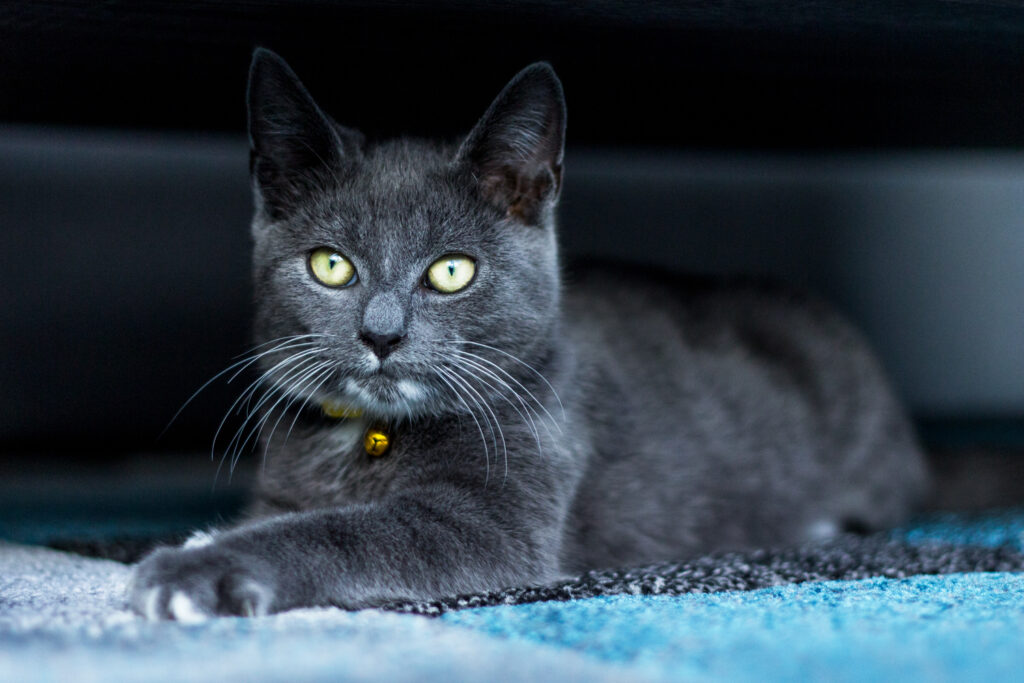 Grijze kat op een blauw kleed